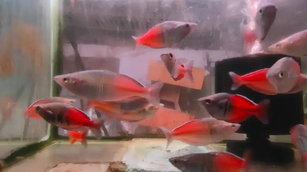 ikan hias papua boesmani irian jaya