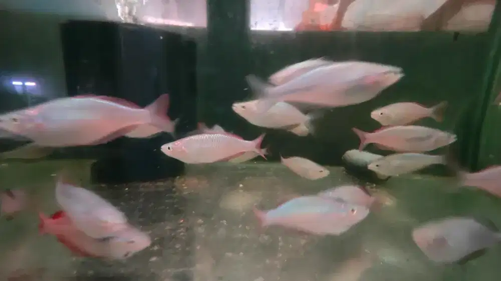 ikan hias rainbow parkinson