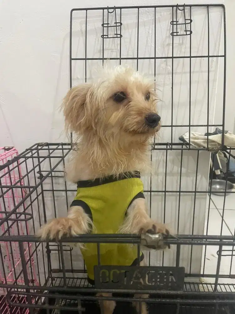 maltipo vaksin 7 bulan