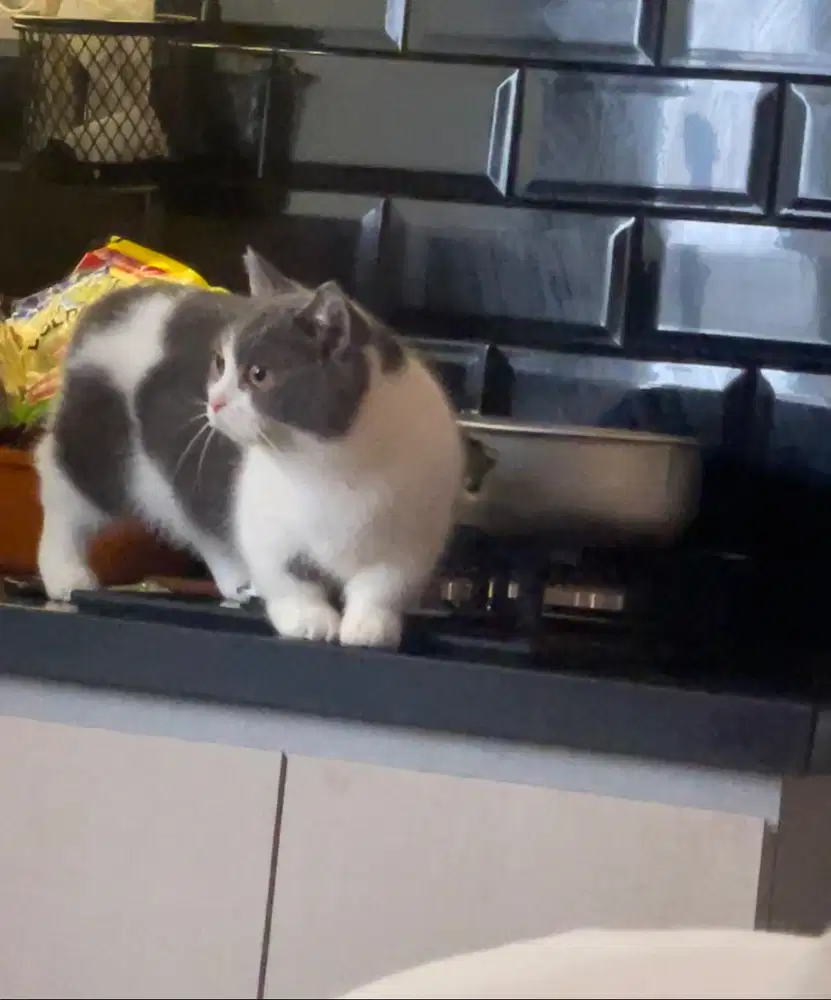 BSH British Shorthair Munchkin Betina Hamil