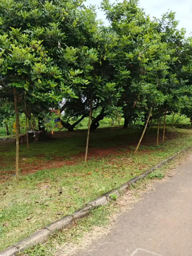 Jual tanah kebun rambutan