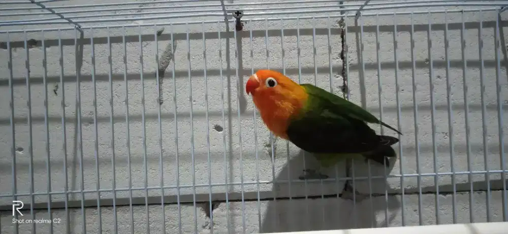 Lovebird paud 3ekor
