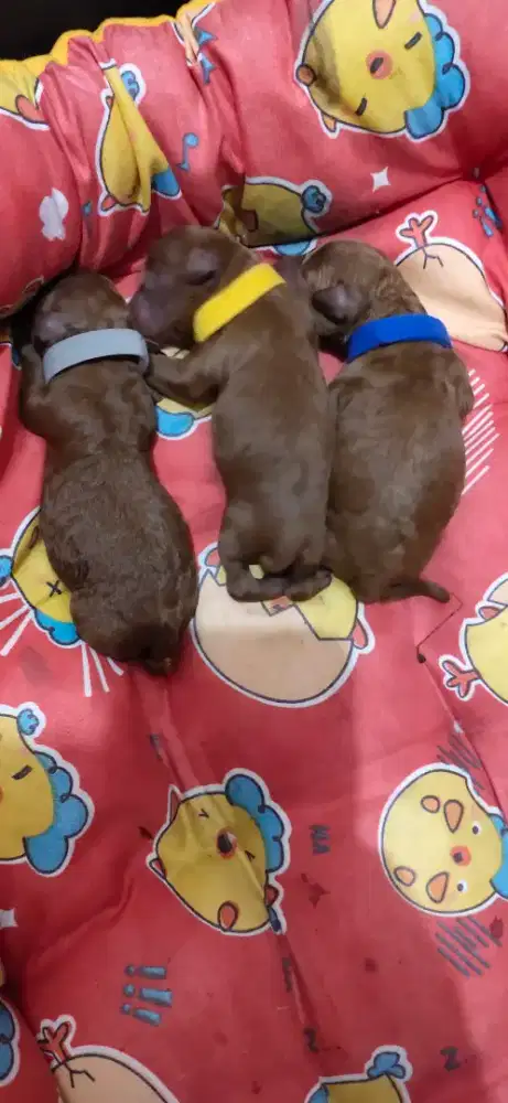 Anakan Red Toy Poodle