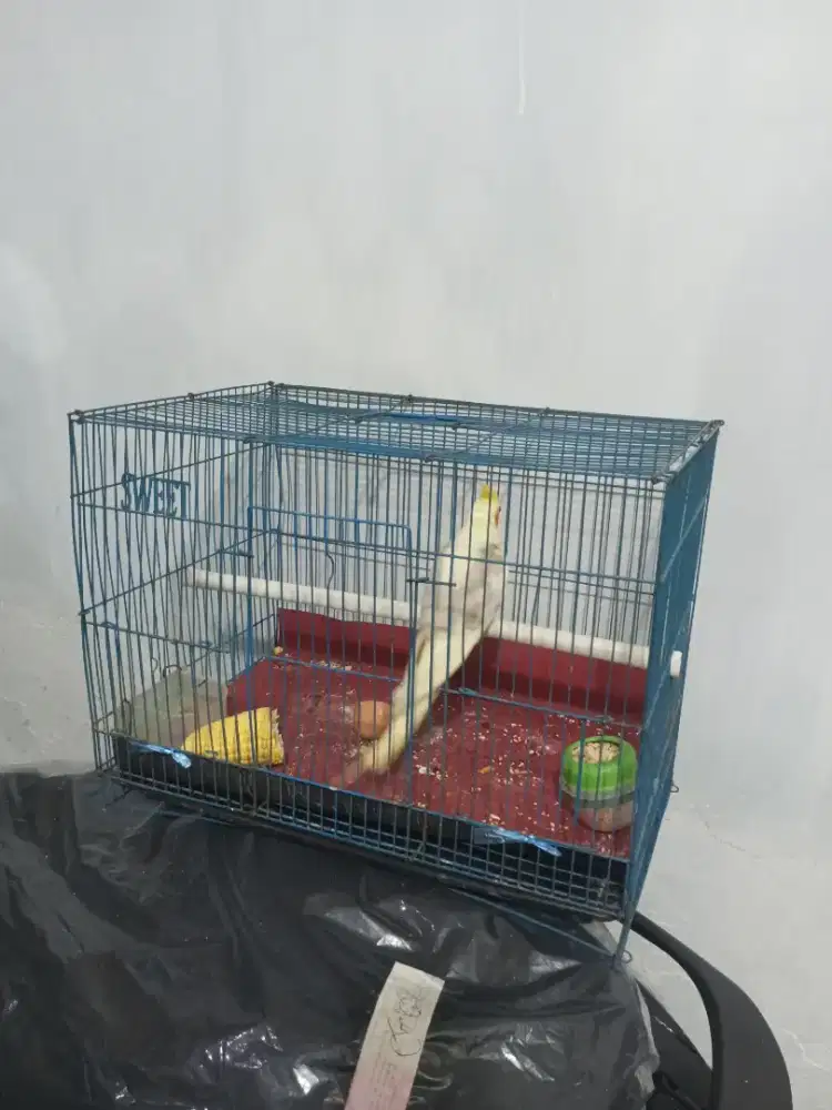 burung parkit ostrali atau falk masih remaja jantan