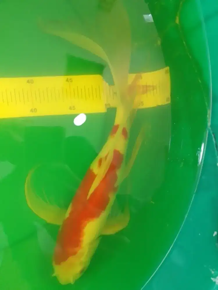 Ikan koi jenis Slayer Kohaku 38cm warna merah
