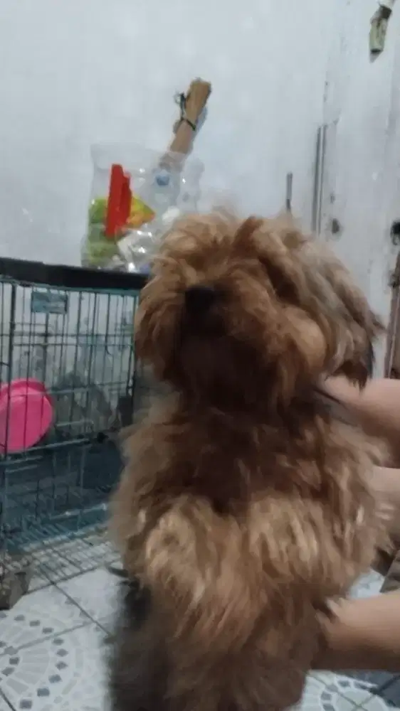 Dijual anjing Yorkshire