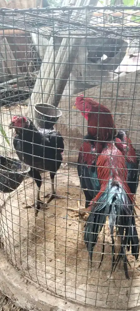 Di jual sepasang indukan ayam Siam super