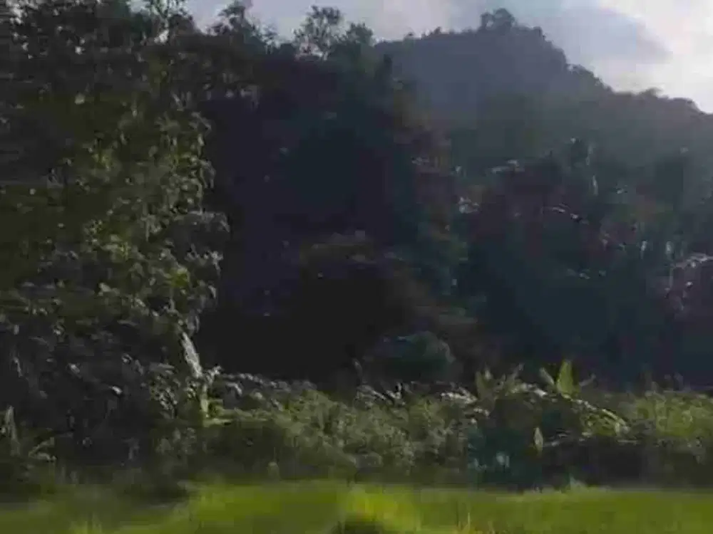 JUAL SAWAH DI BORO KALIBAWANG KULONPROGO