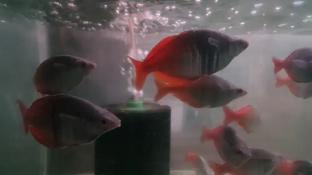 ikan hias papua boesmani utter