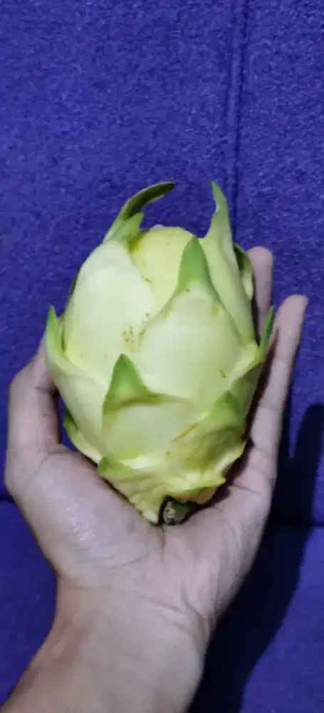 Buah naga kuning