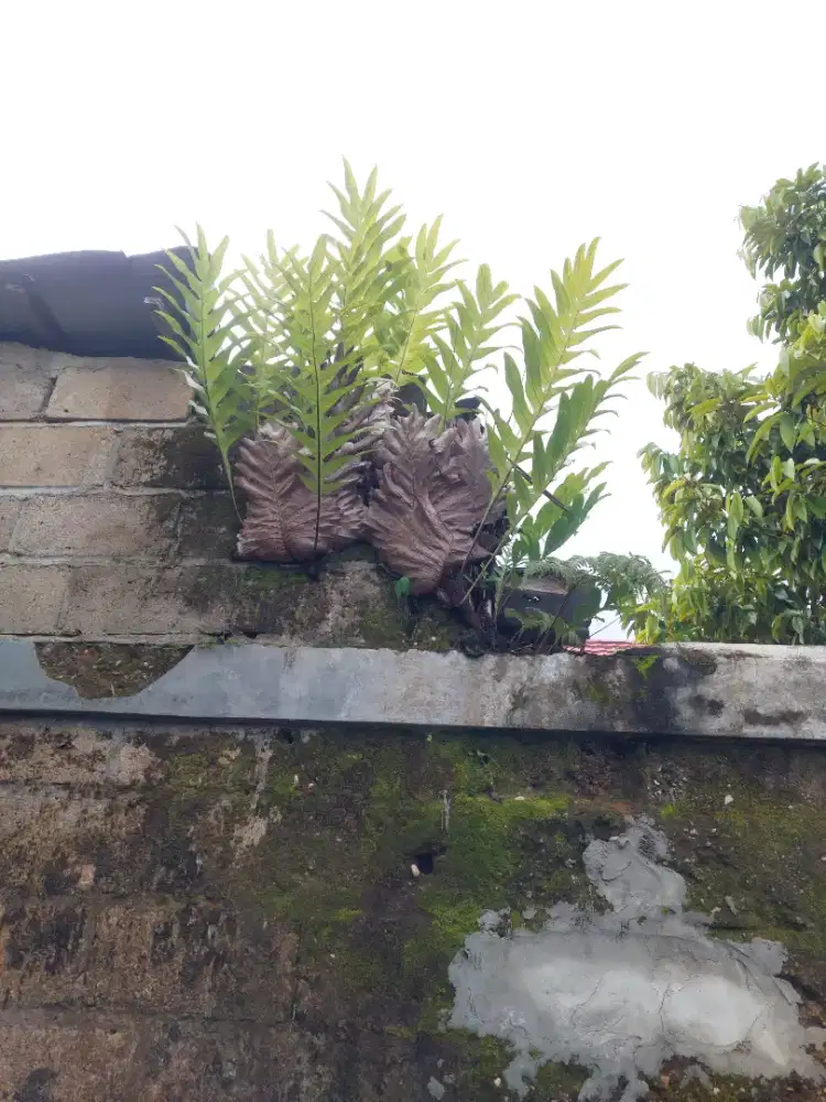 Tanaman drynaria rigidula / pakis