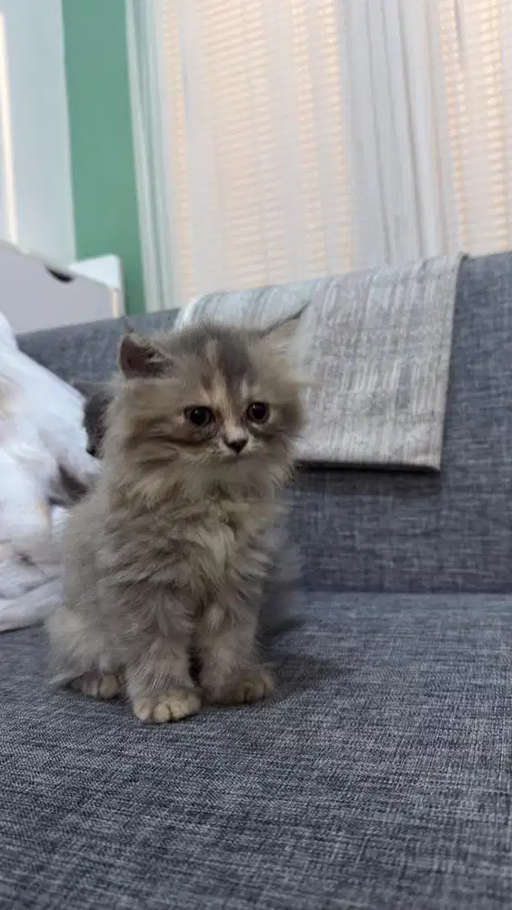 Kucing Persia 2 bulan