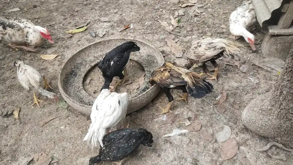 Anak ayam ekor lidi umur 4 bulan