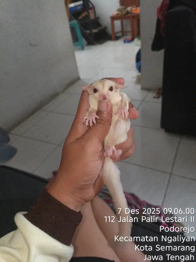 Sugar Glider Cremino Betina