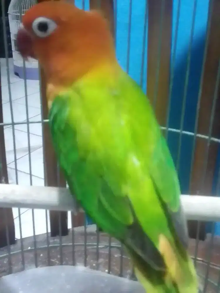 LOVEBIRD BIOLA GRINN BETINA POSTUR GEDE JUMBO 350 BURJA NET