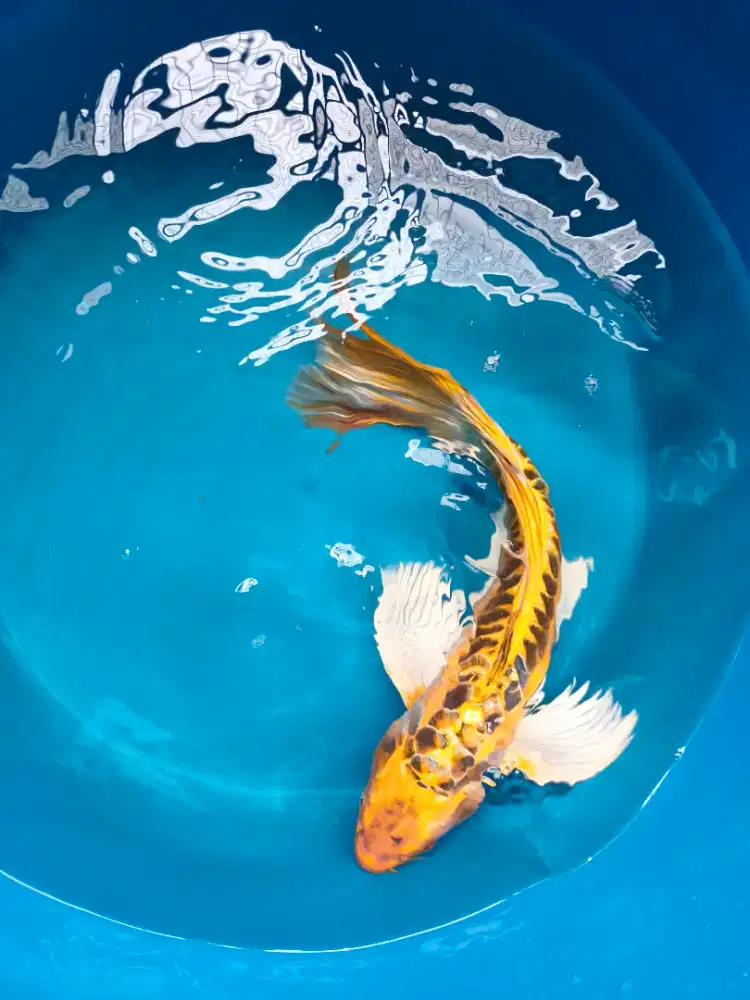 Koi slayer 40cm