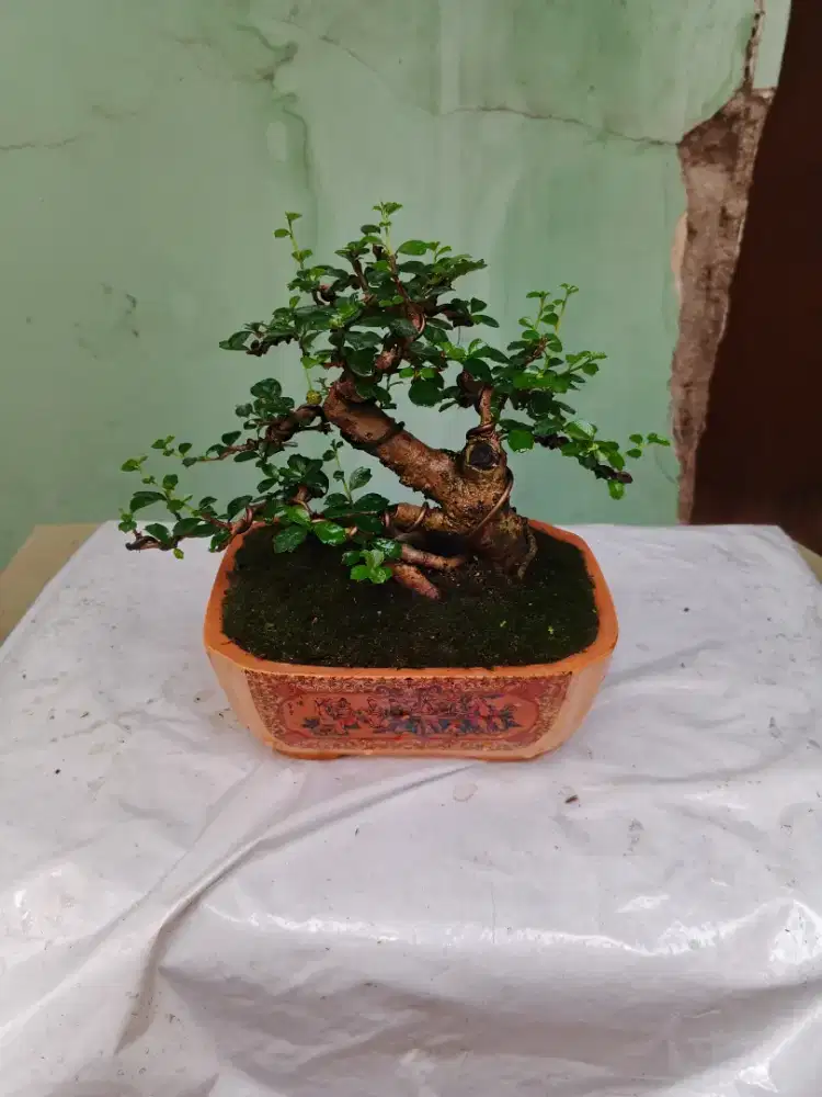 Bonsai Hokianti mame