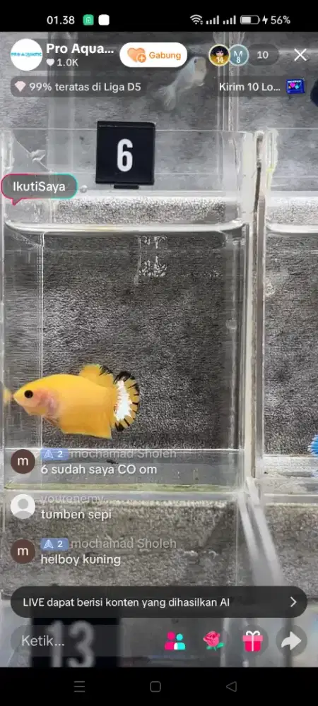 ikan cupang, hias dan aduhan bagan