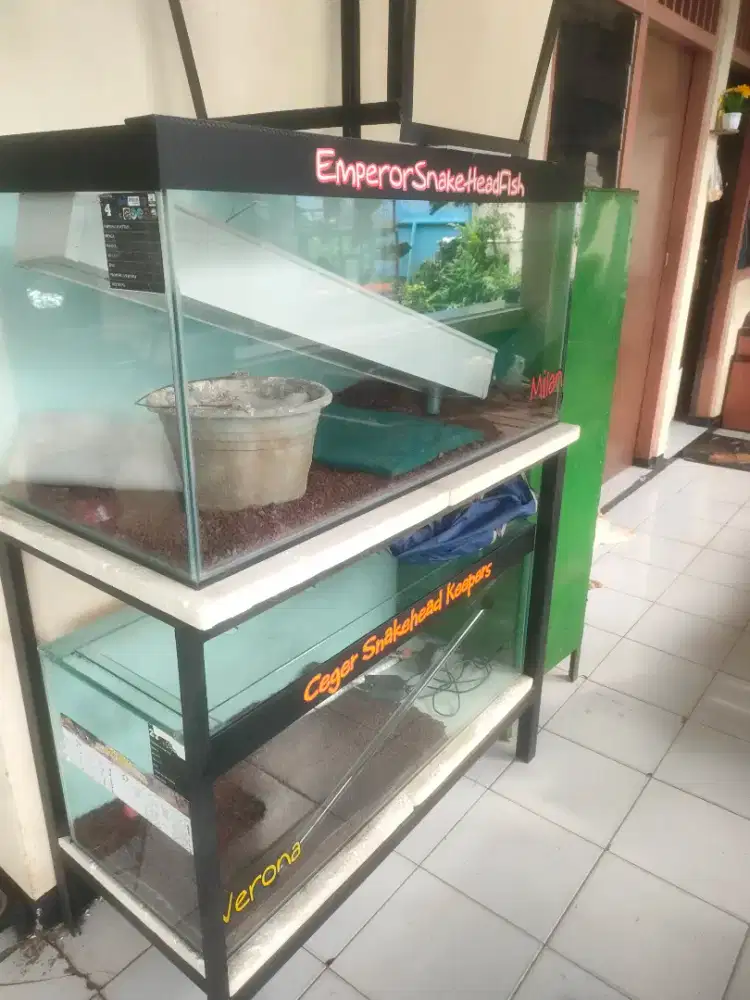 Jual akuarium ex ikan chana