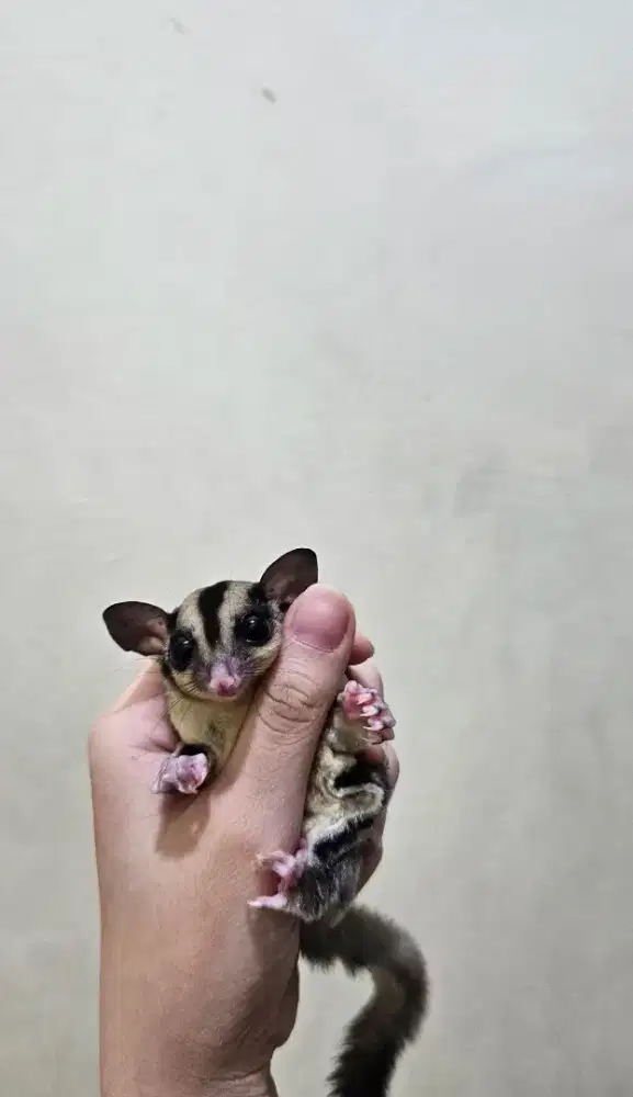 Sugar Glider classic grey Jantan 2 blnan