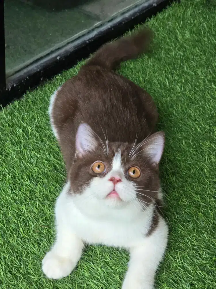 Kucing british shorthair bsh british shorthair