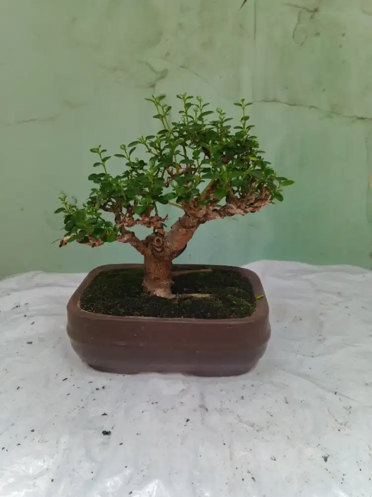 Bonsai sancang mame murah