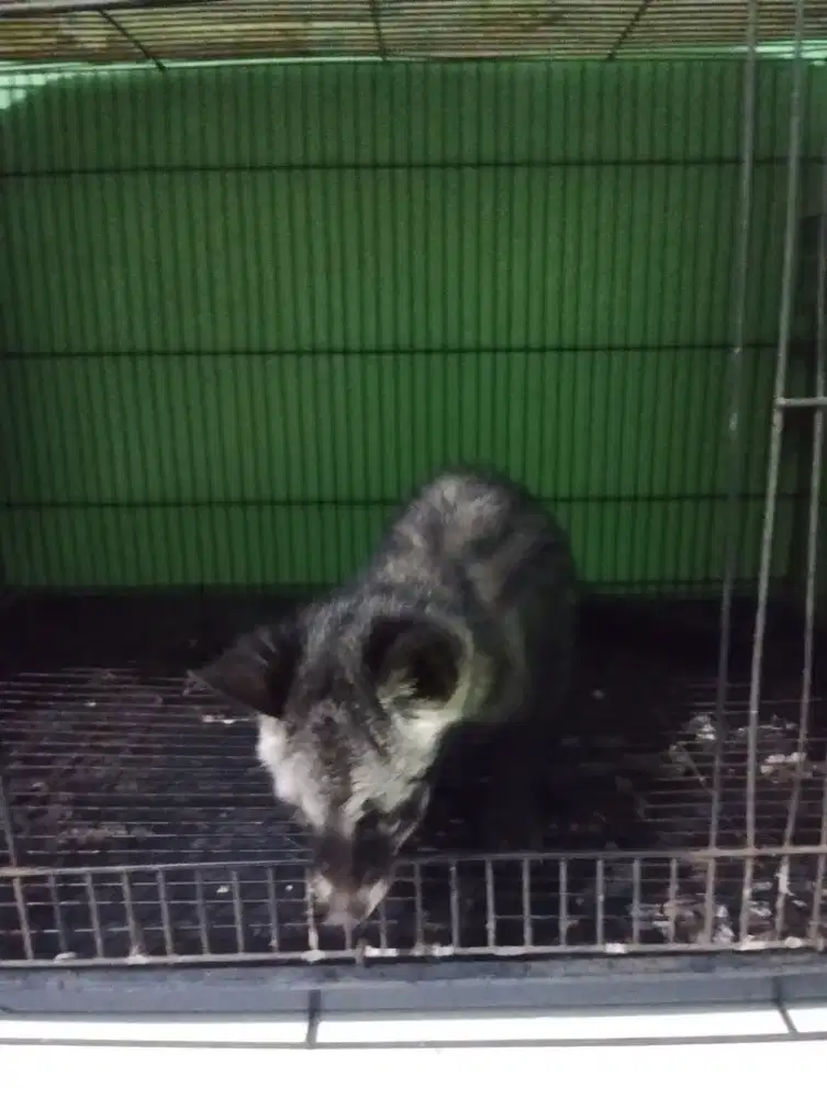 Musang pandan 1 ekor