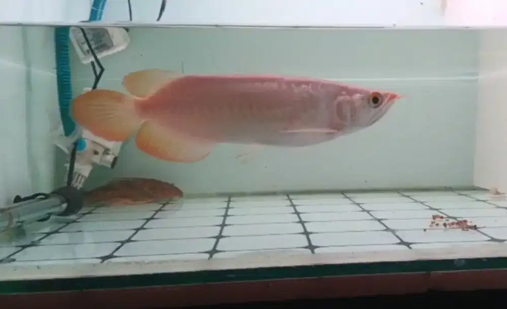 Arwana Super Red 26cm