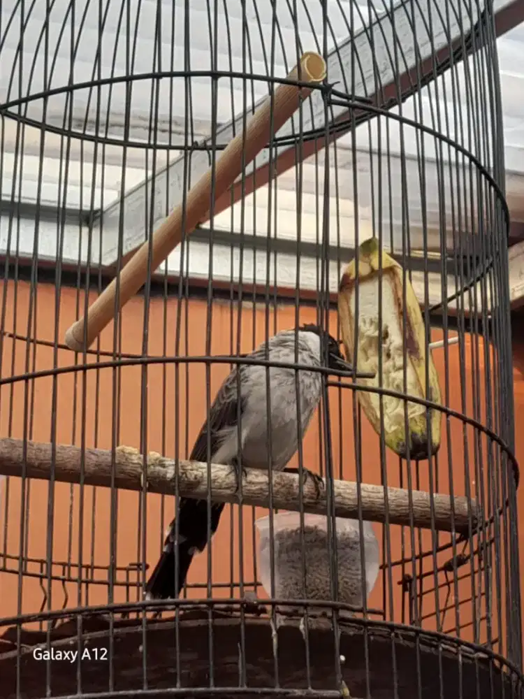 Di jual cepaat kutilang alarm subuh