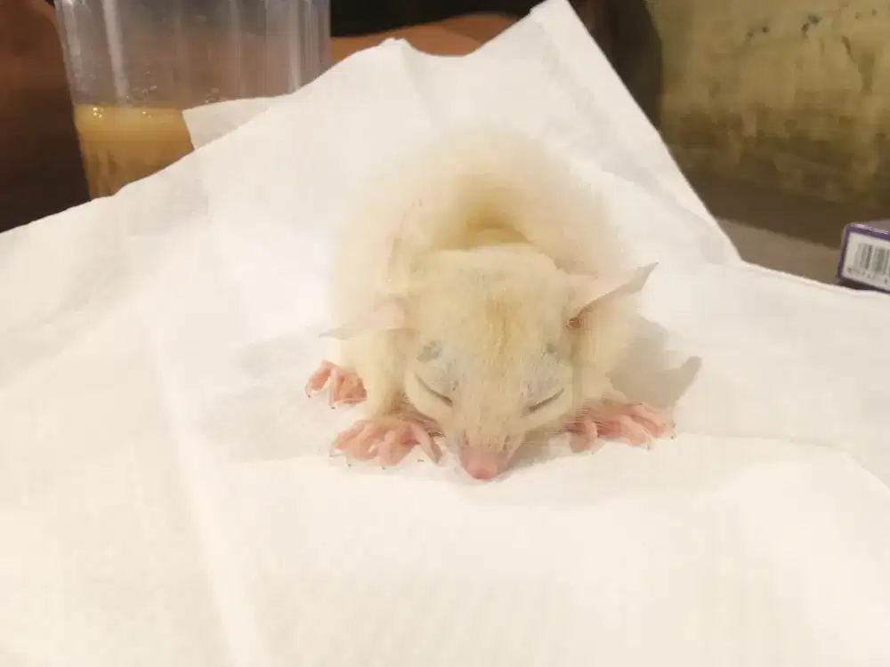 sugar geldier betina