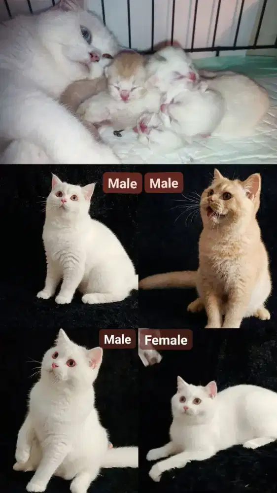 British shorthair carrier cinnamon