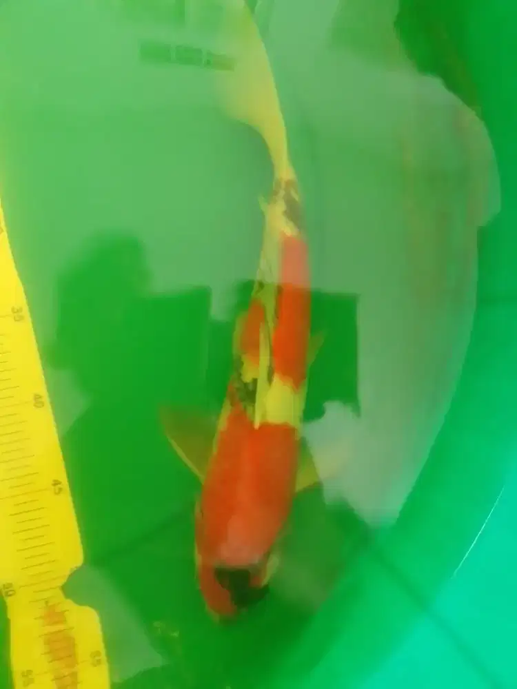 Ikan koi jenis Showa 38cm original warna strong