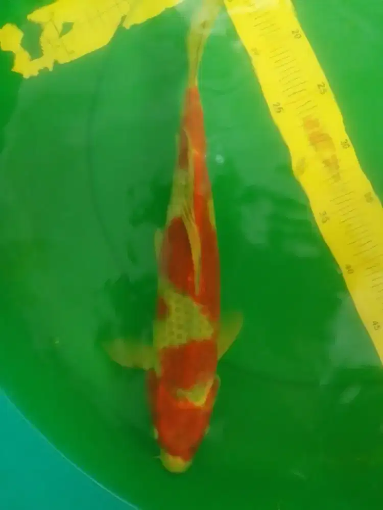 Ikan koi Goshiki 40cm asal Blitar