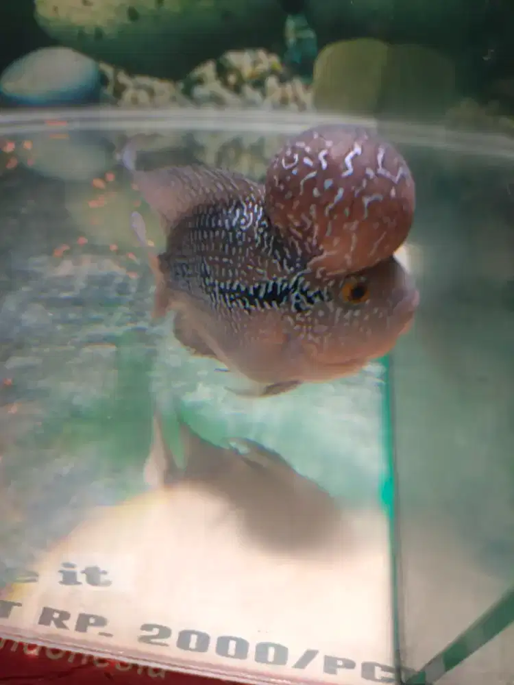 Louhan SRD sb super boom