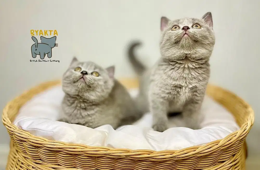 Kucing BSH, Betina, Blue Solid - Abu