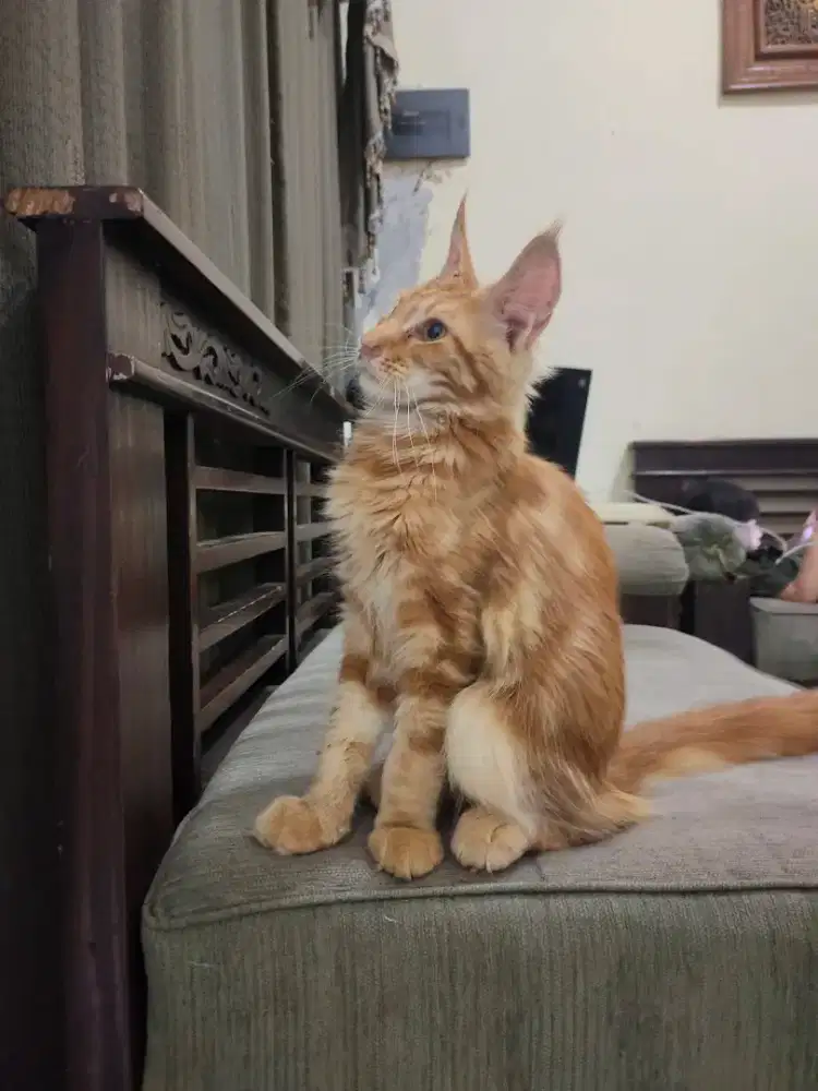 kitten mainecoon jantan