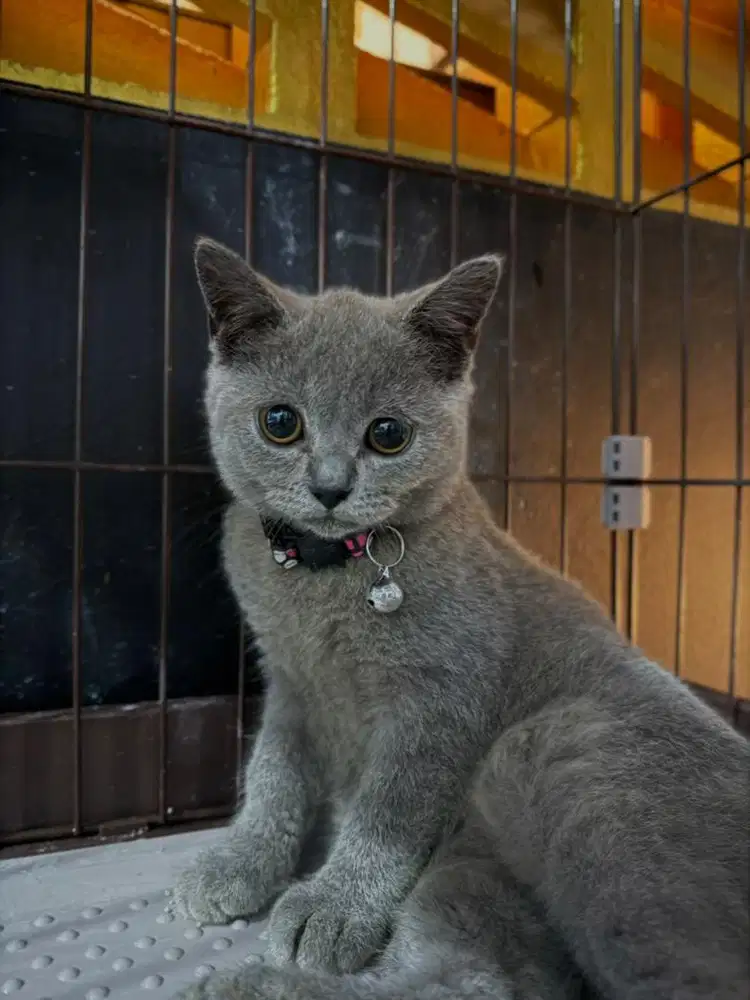 Kucing British Short Hair Betina