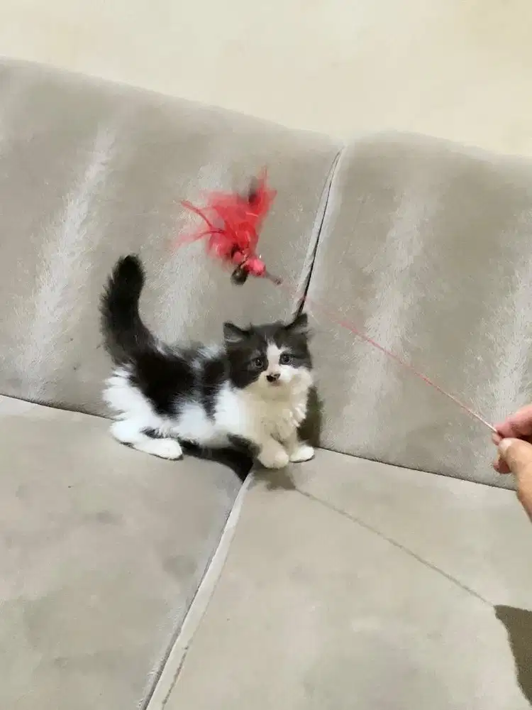 Kucing munchkin cebol minuet kitten british shorthair bsh