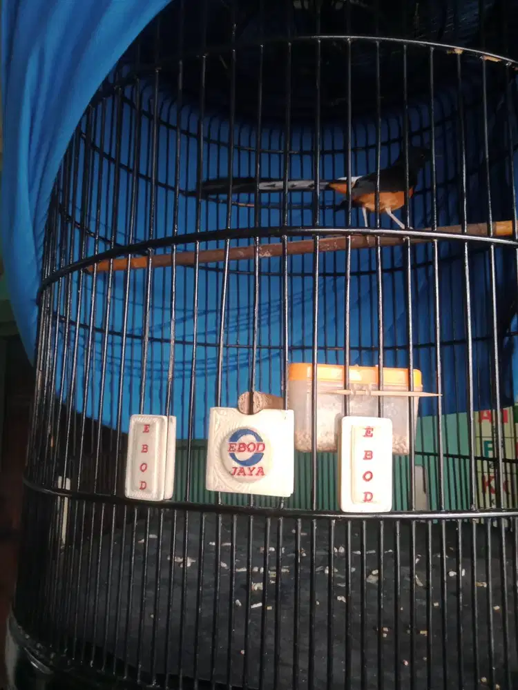 Murai balak mapan gacor