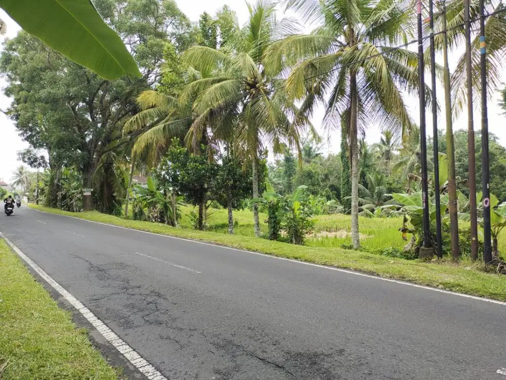 DISEWAKAN TANAH LAHAN PERSAWAHAN PINGGIR JALAN RAYA
