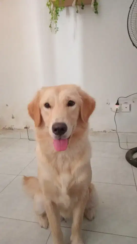 Golden retriever betina