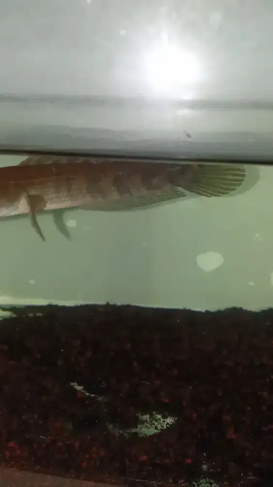 Channa red maru size 12±