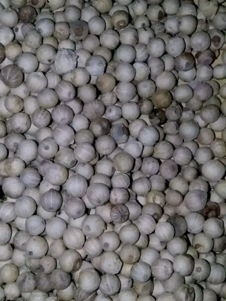 Lada putih dan hitam