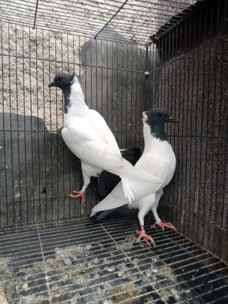 Burung Merpati songkop