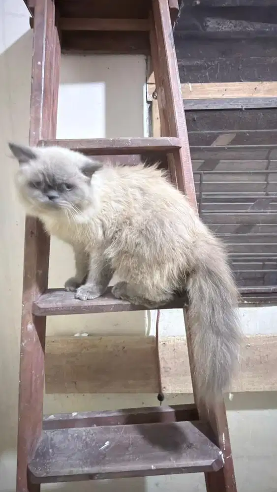 Open Adopsi Kucing Ras