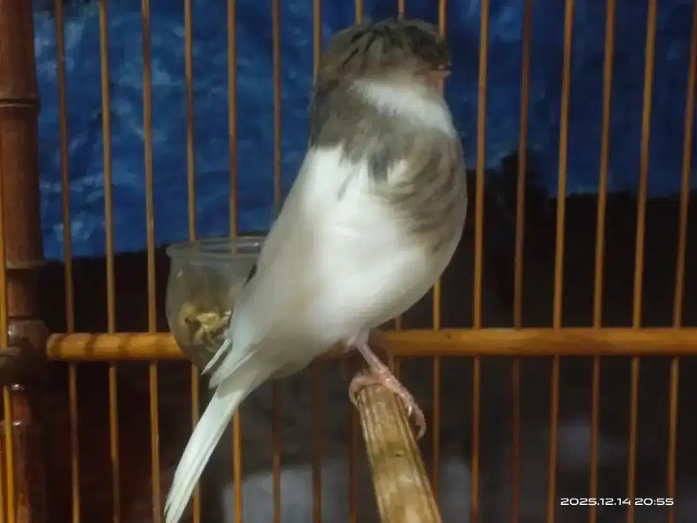 Kenari gloster Corona box foi25 betina siapan