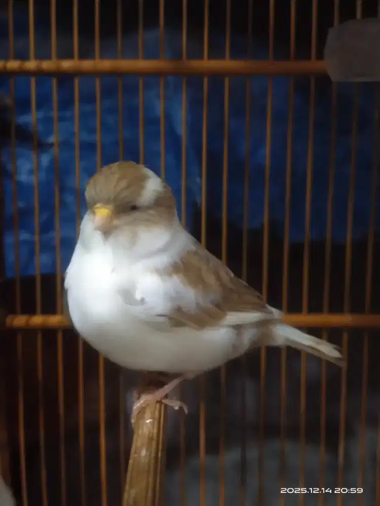 Kenari gloster consort ring foi 25 betina siapan