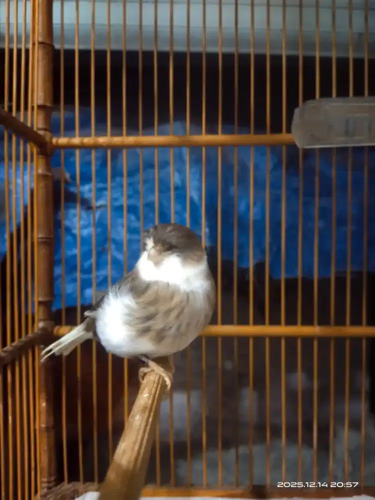 Kenari gloster consort ring foi 25 betina siapan