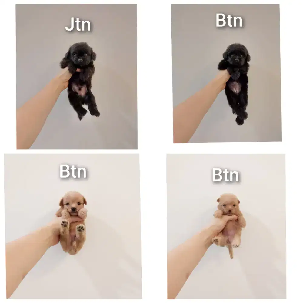 puppy poodle mix pomerian.pompoo. No php !!!