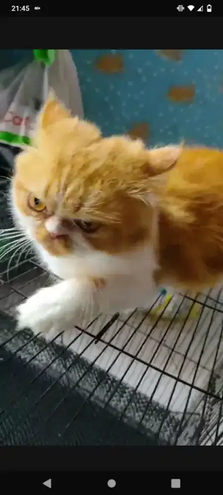 Jasa pacak kucing flatnose longhair